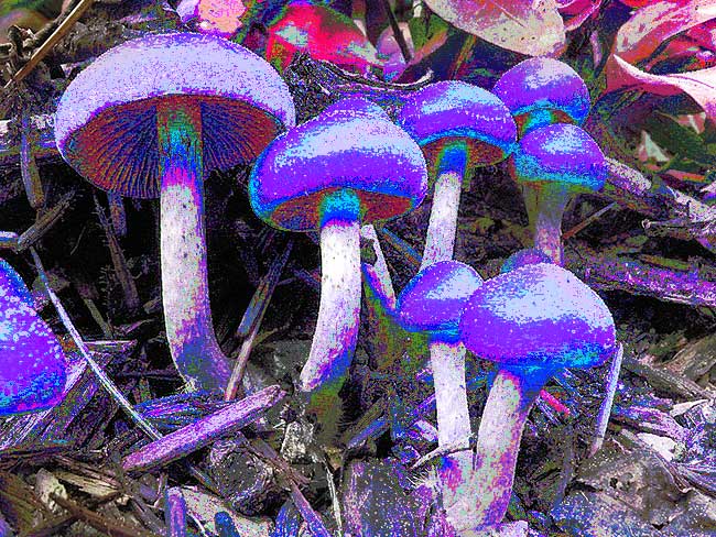 Magic Mushrooms